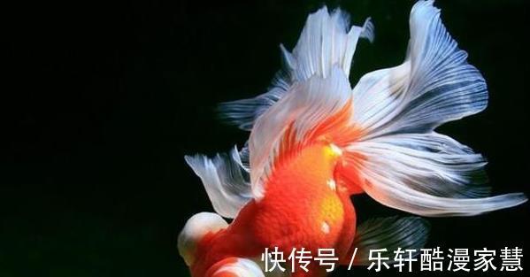 鲫鱼|人类几乎什么都吃，却唯独对金鱼敬而远之
