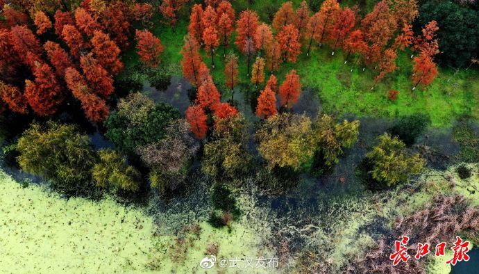  大雪|大雪节气，“秋色”缤纷