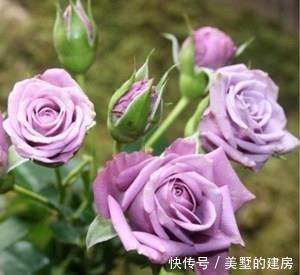 4种盆栽花卉,颜值高好养护,适合新手,值得拥有!