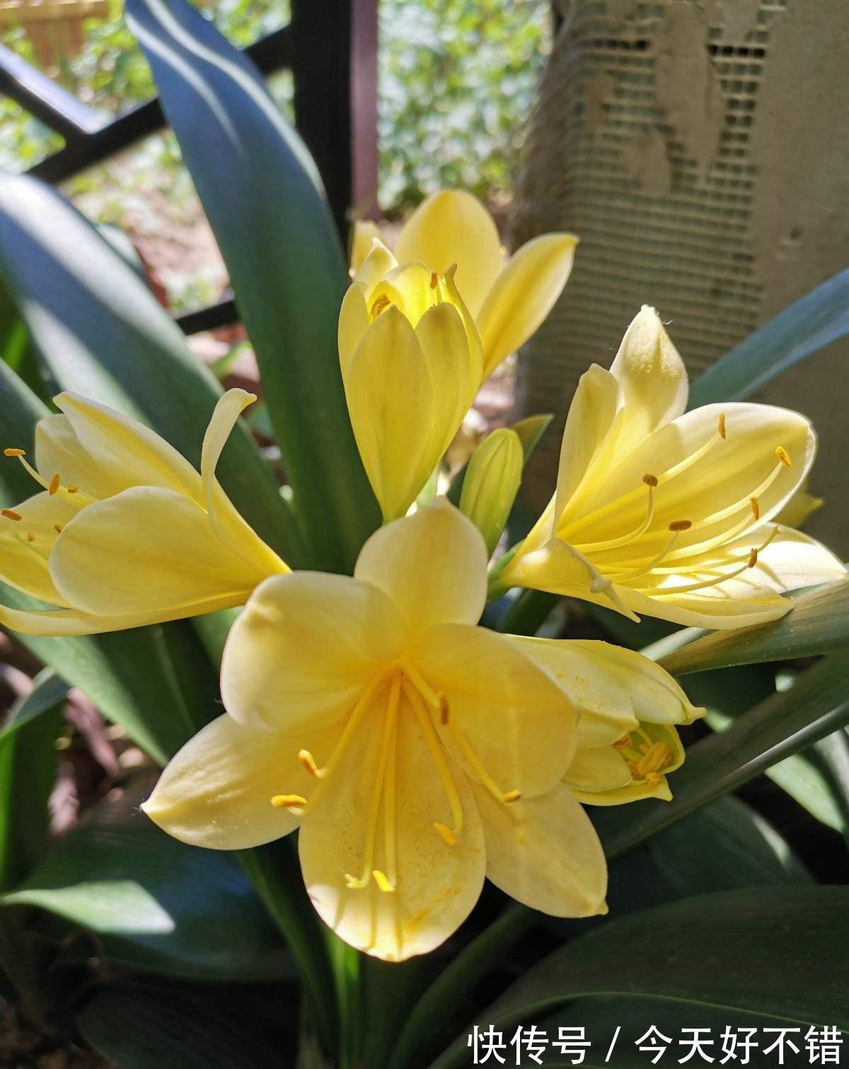 4种花10月份要及时翻盆，今年才会继续开花，不然全烂在盆里