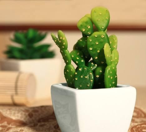 在家里养几种花草,净化空气给家人带来健康!