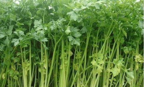 伞形科|吃完芹菜很多人有这习惯,怪不得会容易生病,快通知父母吧!
