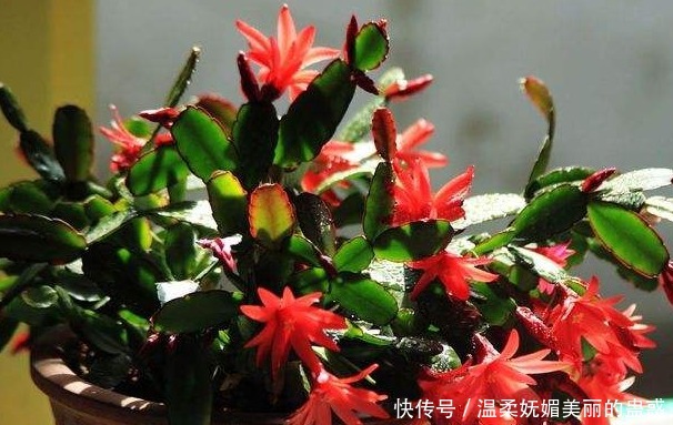 蟹爪兰、长寿花开花之后，简单1招，不出一月又挂满花苞，第二春