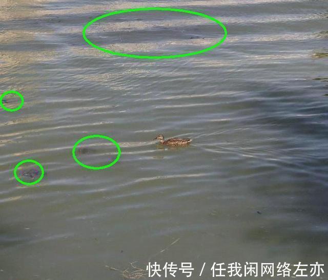 广州一河边大群甲鱼乱游,有人捞了许多,网友这种甲鱼都敢捞!