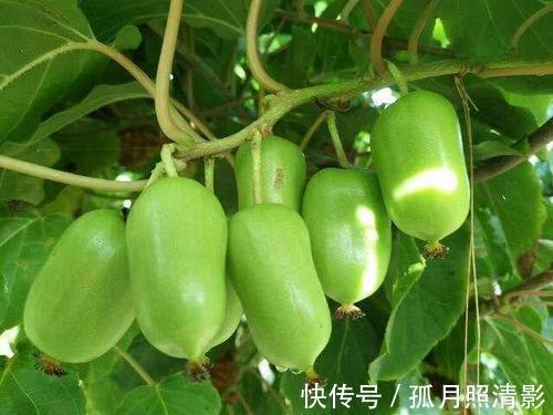 阳台别光养花草,种2棵果树,沾土就能活,新手也会养