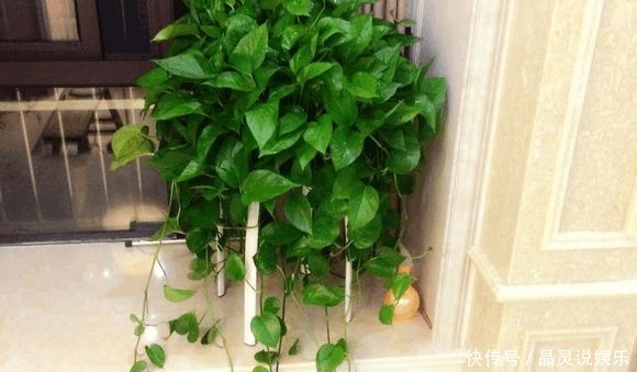 绿萝想|绿萝想打了鸡血一样爆盆,这3招您得学