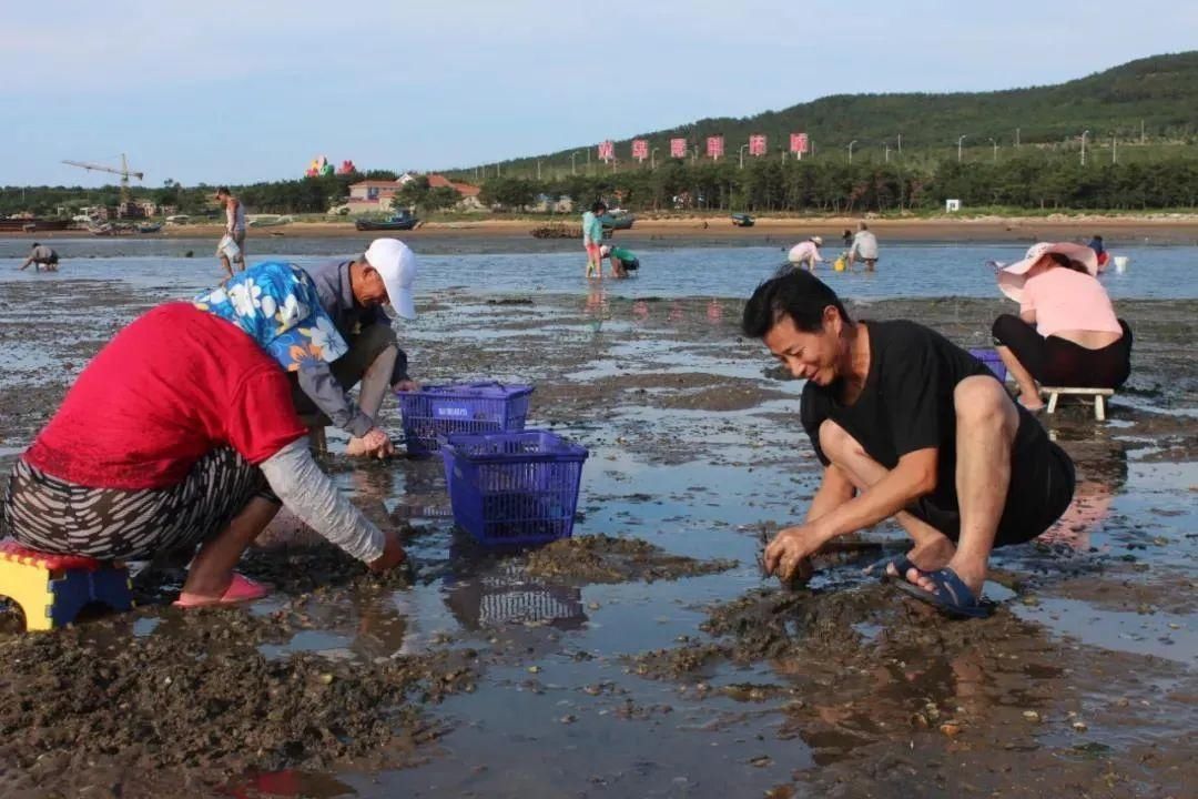 双岛|赶海啦！威海这个挖蛤好去处对外开放啦！