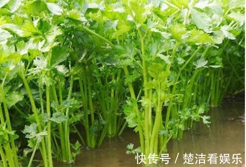 栀子花|农村以下3种野菜,能清热解毒,美容保健,效果非常好