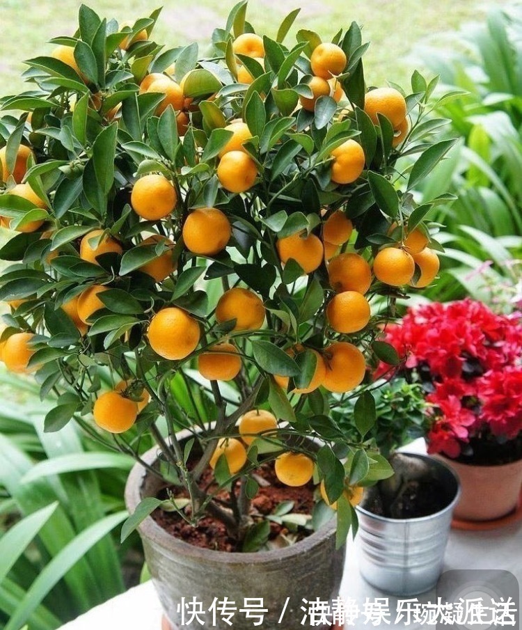 家里摆上10种花,越来越兴旺、发达,个个都是“吉祥”花