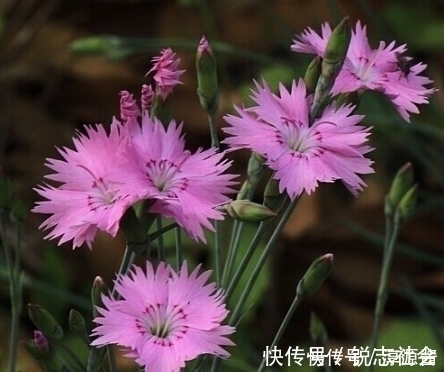 肾气|农村此野草,有降血压、长毛发、养肾气,利尿通经的功效,认识吗