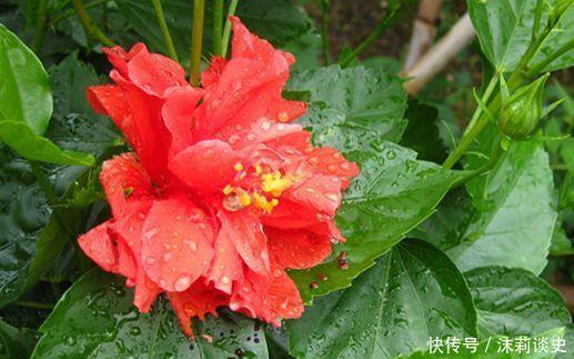 几款花卉,花艳易爆盆,漂亮好养活,花期特别长