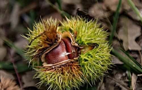 清肠排毒|8月秋季每天坚持吃3种食物，排毒养颜，改善体质，早吃早健康！