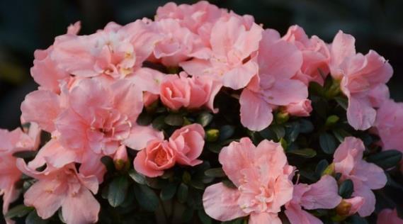 茉莉花|6种北方不适合养的花卉，技术不到位容易死，非高手就不要考虑了