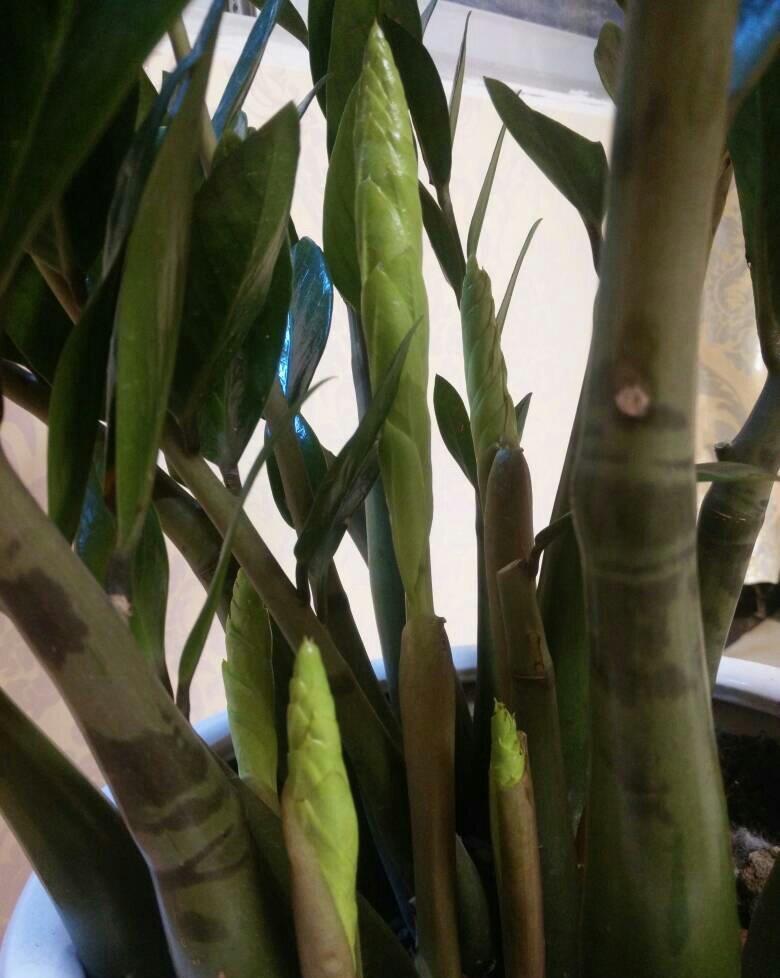 爆盆|家中养就3种花,名字带“钱”寓意好,枝叶多,美观大气又好养