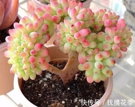 多肉乙女心,天暖盆栽时多晒太阳、适量低温才能让叶子越长越美