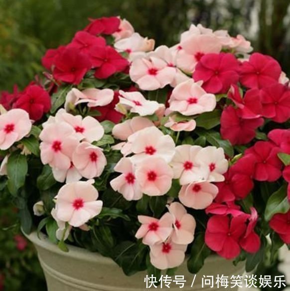 4种花堪称开花机器，好养又漂亮，给水就“疯长”，开花一簇簇