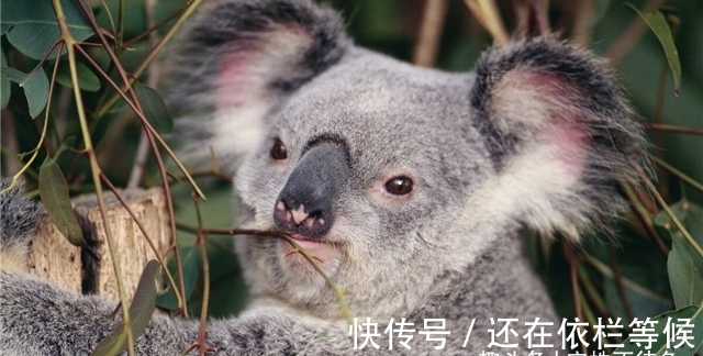 珠穆朗玛峰|23个冷知识:除了使人博学,或许也没有地方使用的奇怪知识