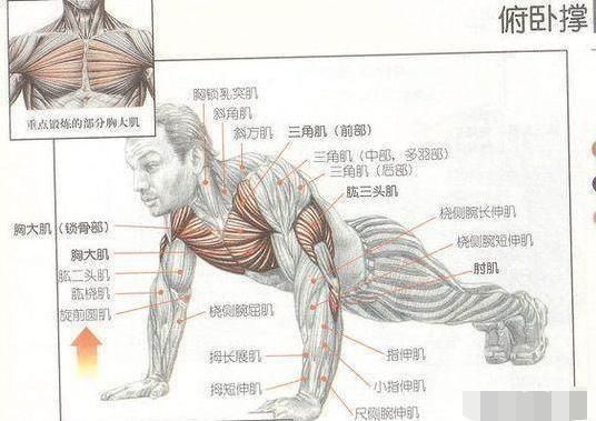 杠铃臂屈伸|每天做俯卧撑能增强手臂力量吗看完你就不觉得可惜了