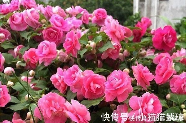 四季开花的花,我建议你养这1种,开花多多,比玫瑰和茶花都漂亮!