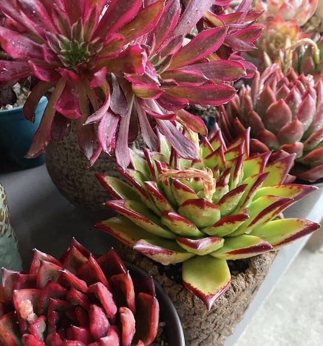 春天养法师,就因为“换了地方”,3天就变色,太漂亮了