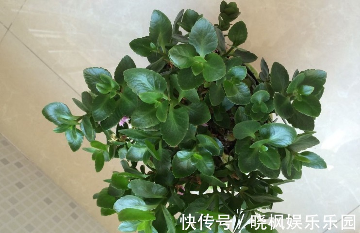 夏季长寿花要休眠,但出现这些情况,一忽视就只能收获空盆