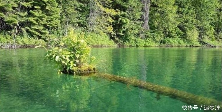 震撼!21棵不想“死”的树,这就是生命