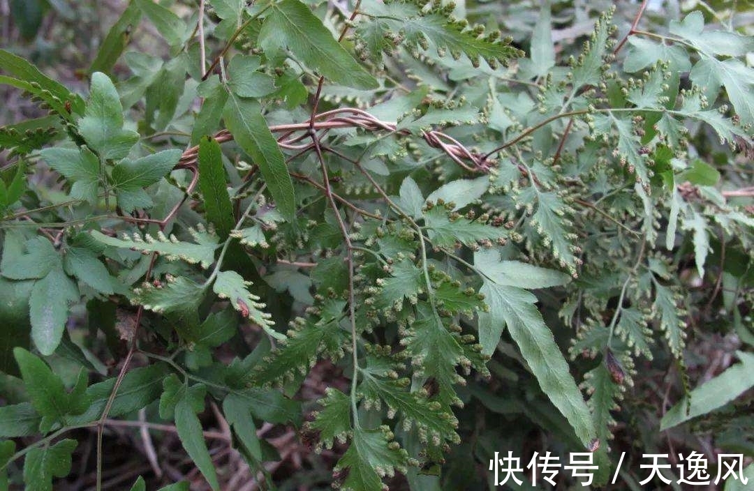 收割|农村随处可见的植物海金沙,别把它当杂草除了,是很好的中药材