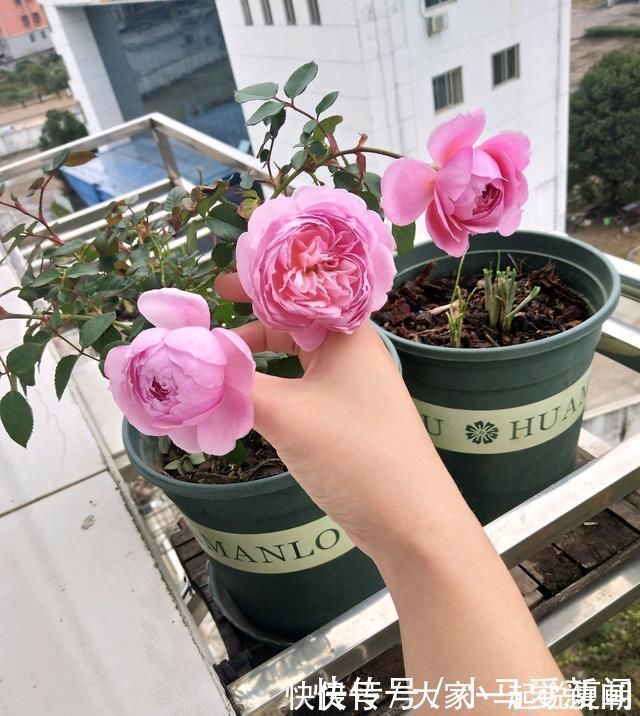 养护|花期最长的盆栽花，全年都开花，漂亮又芳香，养护容易，值得栽培