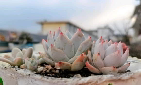 都说多肉不好养,其实很简单,多点耐心,少浇水,很容易活