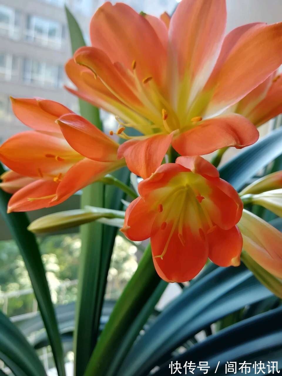养君子兰,了解4个“原则”,新叶整齐、翠绿,入冬长出花箭