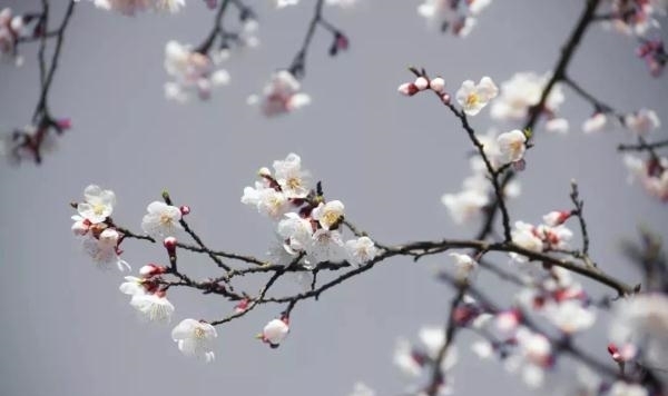 薰衣草|又是一年赏花季！乱花渐欲迷人眼，教你分清谁是谁