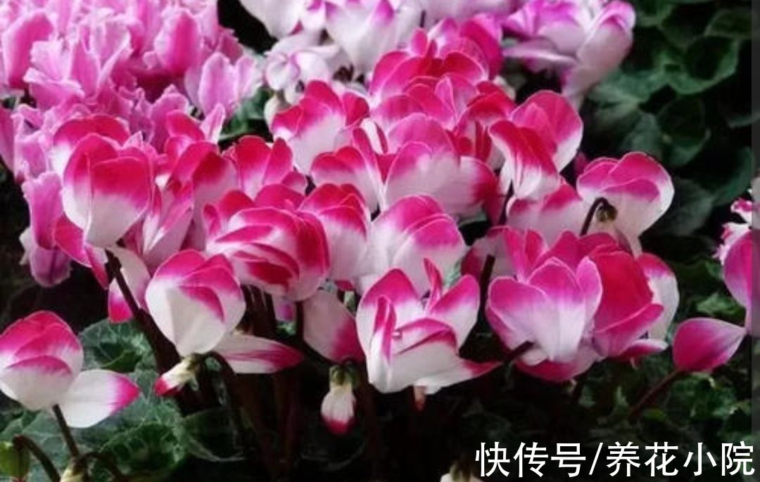 适合冬天养的5种花,好养易活,开花还漂亮