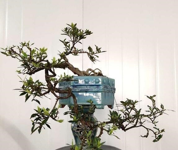 令人惊艳的国内花艺师盆景作品，平时很难见到，值得收藏与分享！