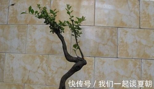 弹子|李大爷喜欢上山找树桩,样子奇形怪状也能变身,最后变成大气盆景