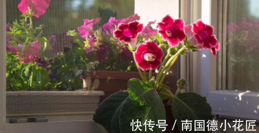 浇水|想要在家养花,想要大富大贵,不如就盆栽它,好活、寓意美