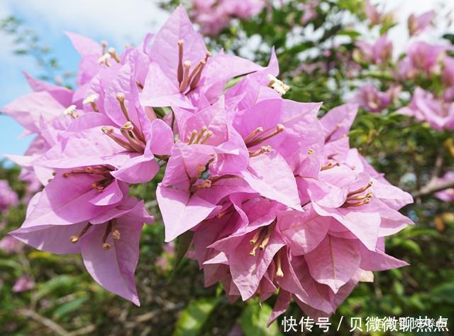 盘点三角梅十大常见品种，哪一种最名贵