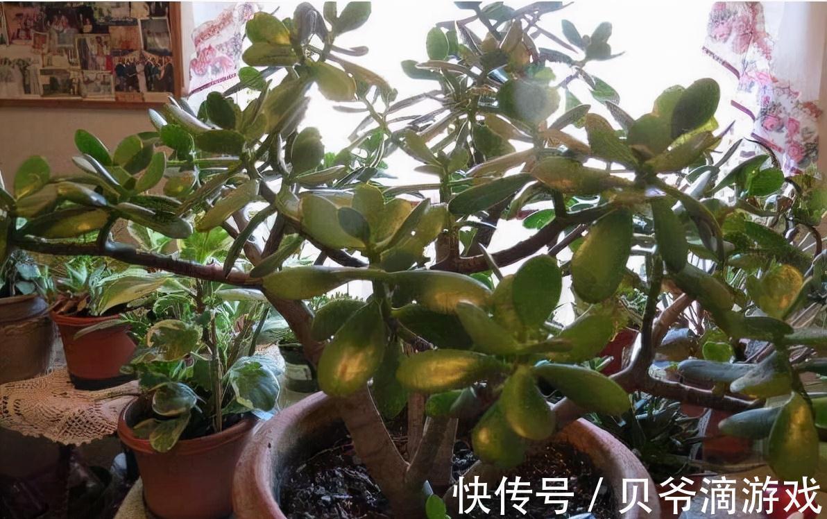 光照|冬天养玉树,注意好这3个步骤,新叶蹭蹭冒,花朵开不停