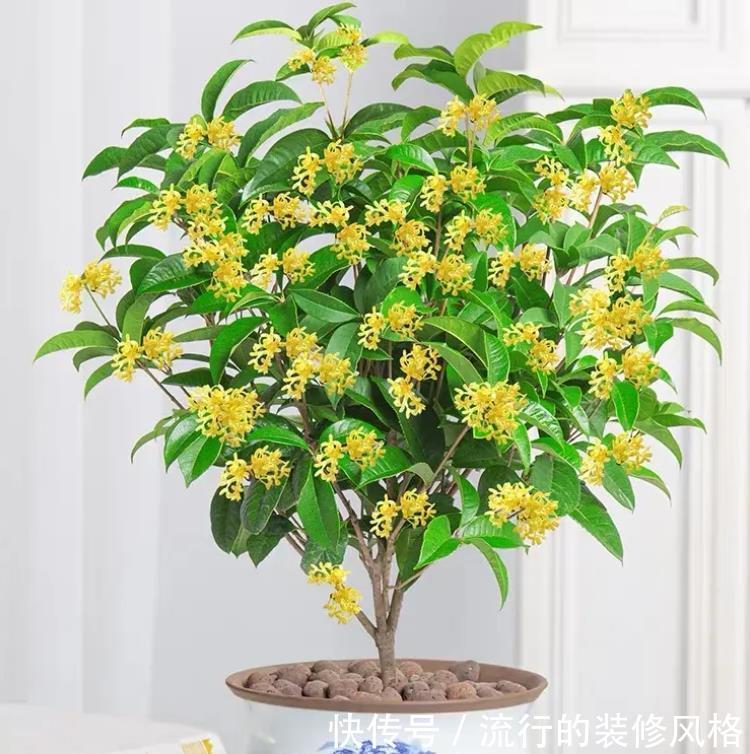 克瑞墨大牡丹茶花|如果不差钱,客厅建议摆放3样“高贵花卉”,让家居更精致