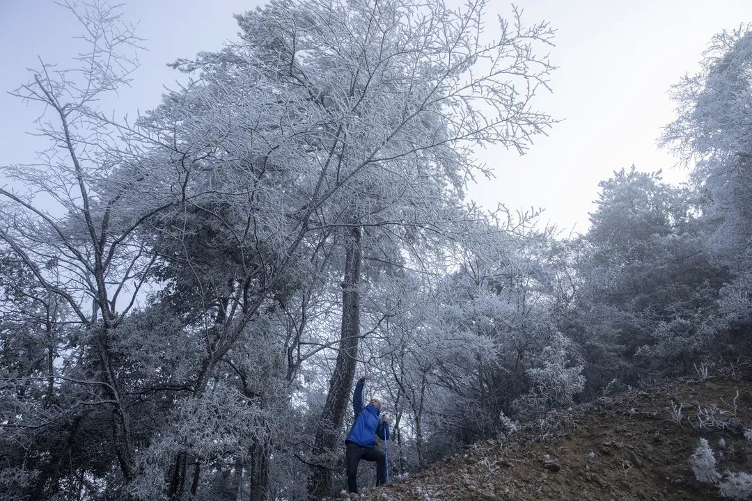 庆元县|不是初雪，胜似初雪，庆元雾凇，宛若仙境！