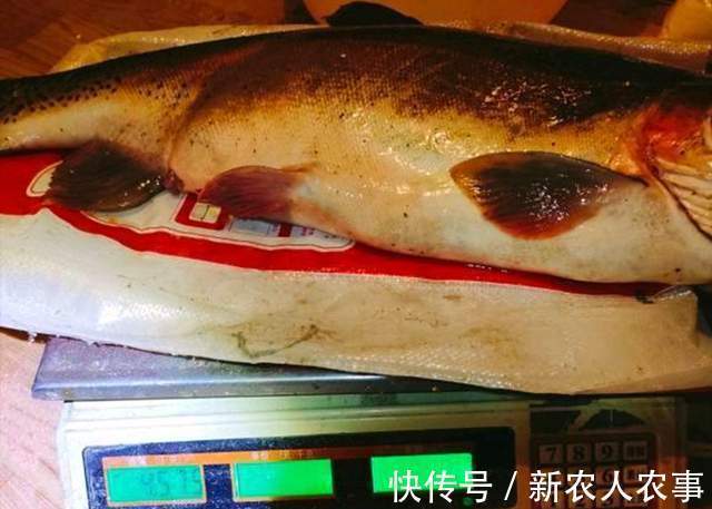 河南一男子冒着严寒夜钓,意外收获9斤大红鱼,到底是哪里来的?