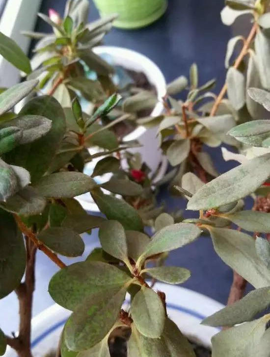 养花技巧养了3年的花突然枯死,套个塑料袋,竟然救活了