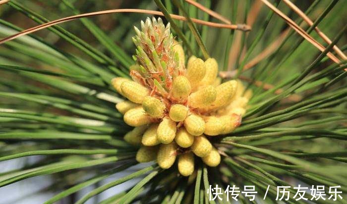 漫山飘散的松树花粉,原来是种花神器,赶紧上山弄点!