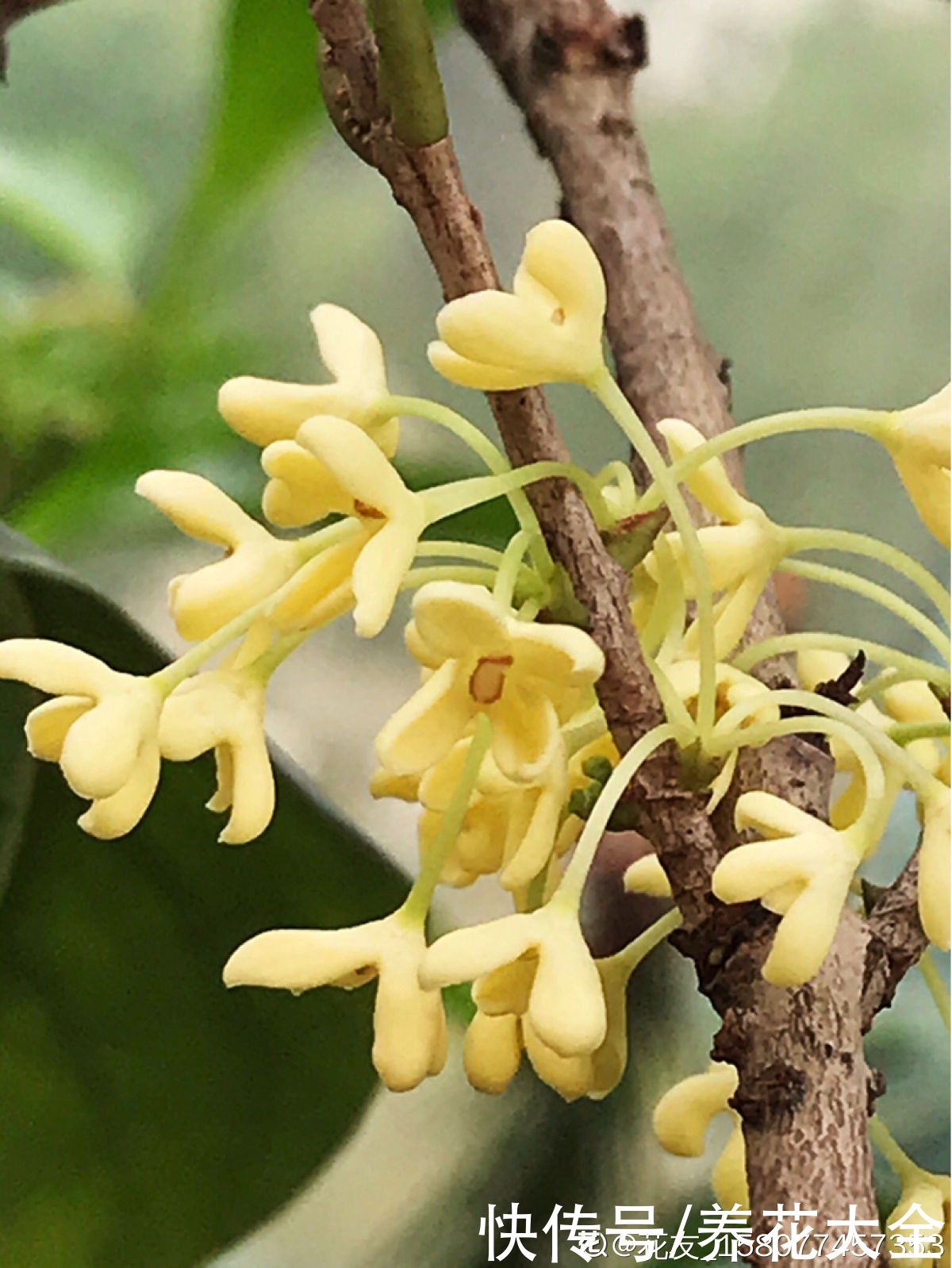 金银花|老中医爱养的4种花,堪称植物“百宝箱”,养人养身心