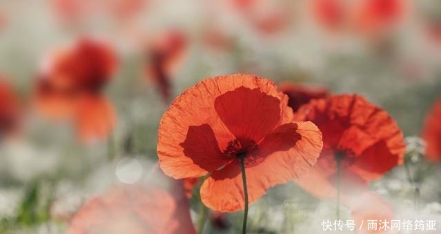 始终|李煜:真性情的词人,太天真的君王,始终不改的是真心