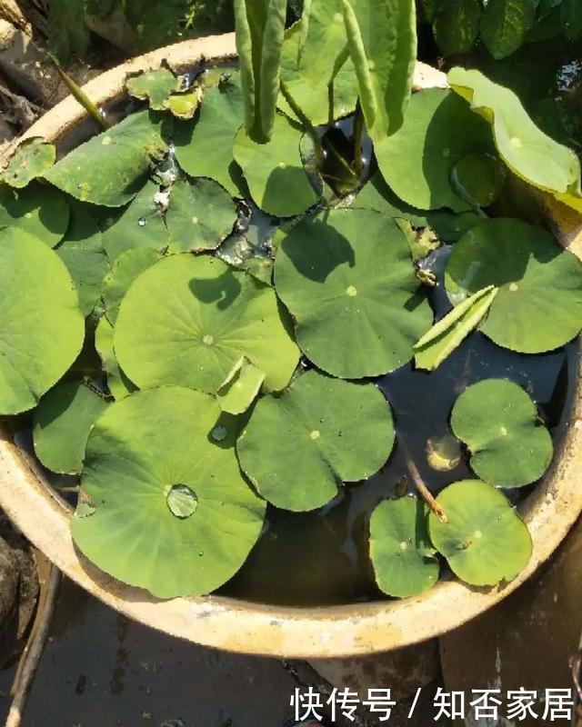 特别好养|养花技巧:折腾不死的25种花,咋养都爆盆,懒人最适合