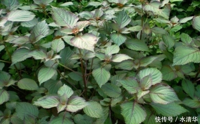 原产中国有两千年历史的香料,种一棵就能吃很多年,浑身都是宝