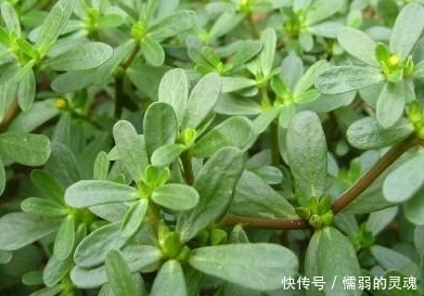 乌塌菜|农村路边地里这四大野菜,吃过三种是农村人,全部没吃过是城市人