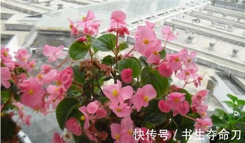 凤梨花|看一眼就想买回家的花, 好看又好养, 看看它们都是谁!