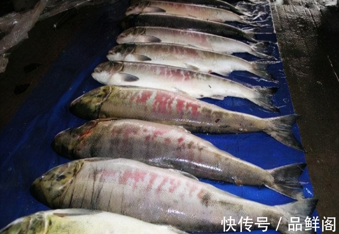 二甲基|5类鱼没营养,对人体有害,但很多人爱吃