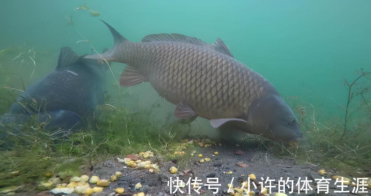 鱼口太轻，不妨试试这几招，信号一出就提竿，竿竿都有实口